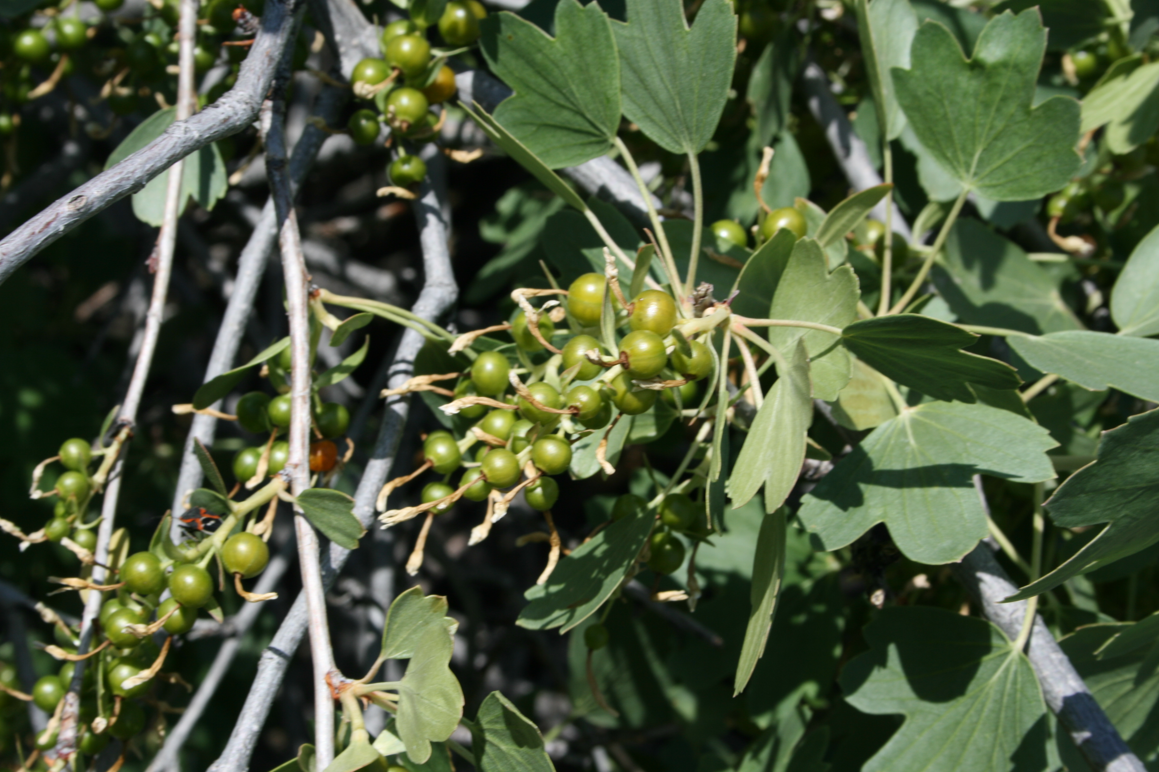 Golden Currant (Ribes aureum) 